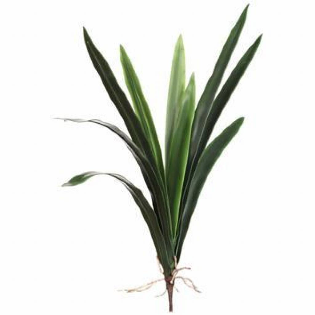 Orchideen, Luftwurzeln, Laub